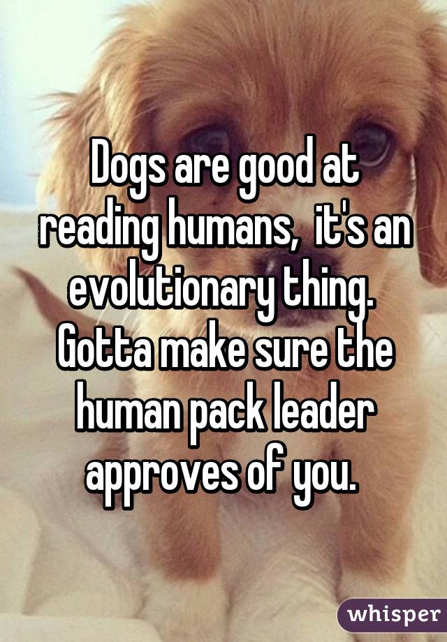 Dogs are good at reading humans,  it's an evolutionary thing.  Gotta make sure the human pack leader approves of you. 