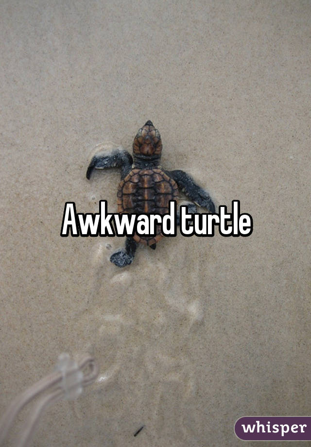Awkward turtle