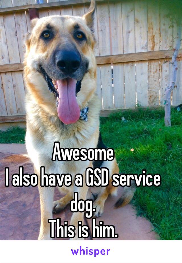 Awesome 
I also have a GSD service dog.
This is him.