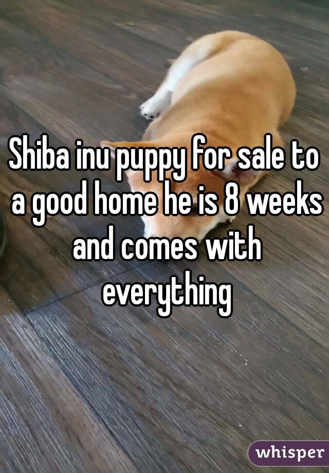 Shiba inu puppy for sale to a good home he is 8 weeks and comes with everything