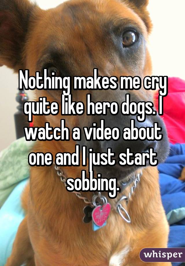 Nothing makes me cry quite like hero dogs. I watch a video about one and I just start sobbing.