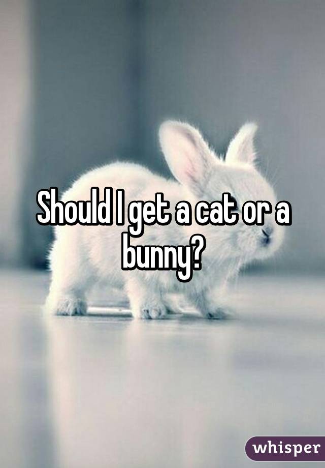 Should I get a cat or a bunny?