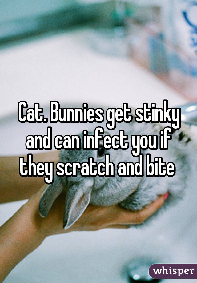 Cat. Bunnies get stinky and can infect you if they scratch and bite 