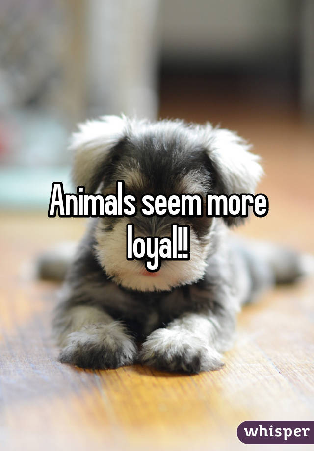 Animals seem more loyal!!