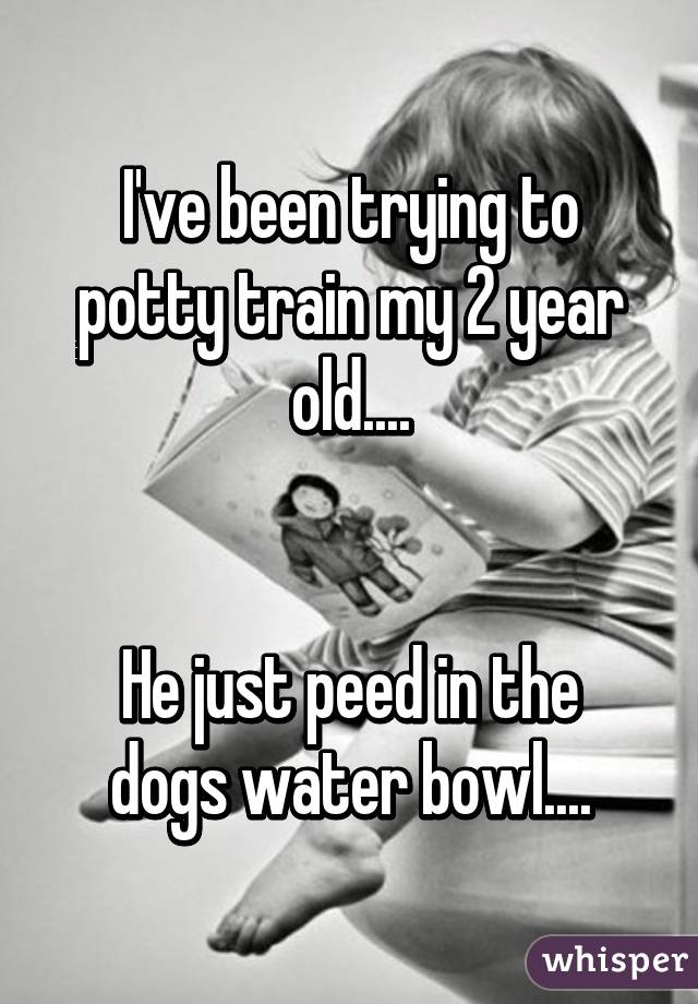 I've been trying to potty train my 2 year old....


He just peed in the dogs water bowl....