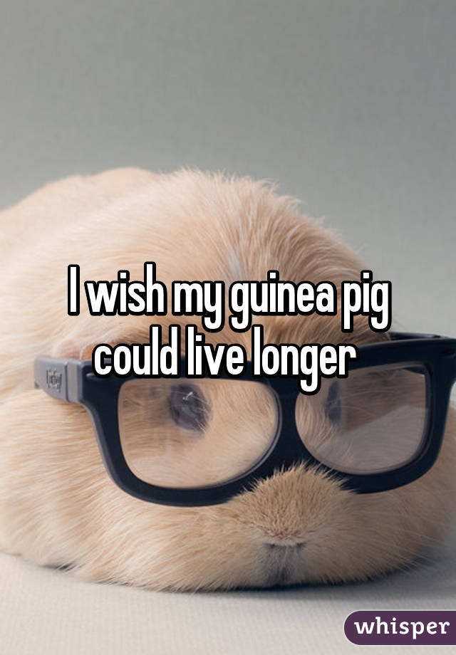 I wish my guinea pig could live longer 