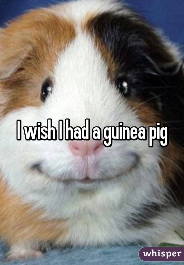 I wish I had a guinea pig