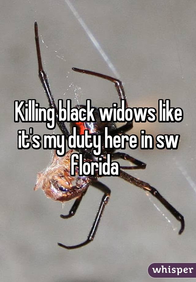 Killing black widows like it's my duty here in sw florida  