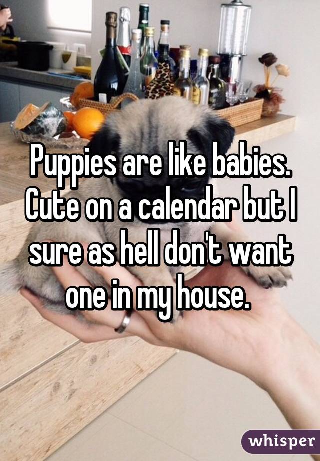 Puppies are like babies. Cute on a calendar but I sure as hell don't want one in my house. 