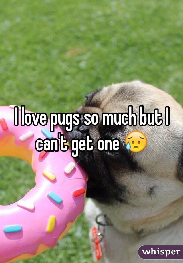 I love pugs so much but I can't get one 😥