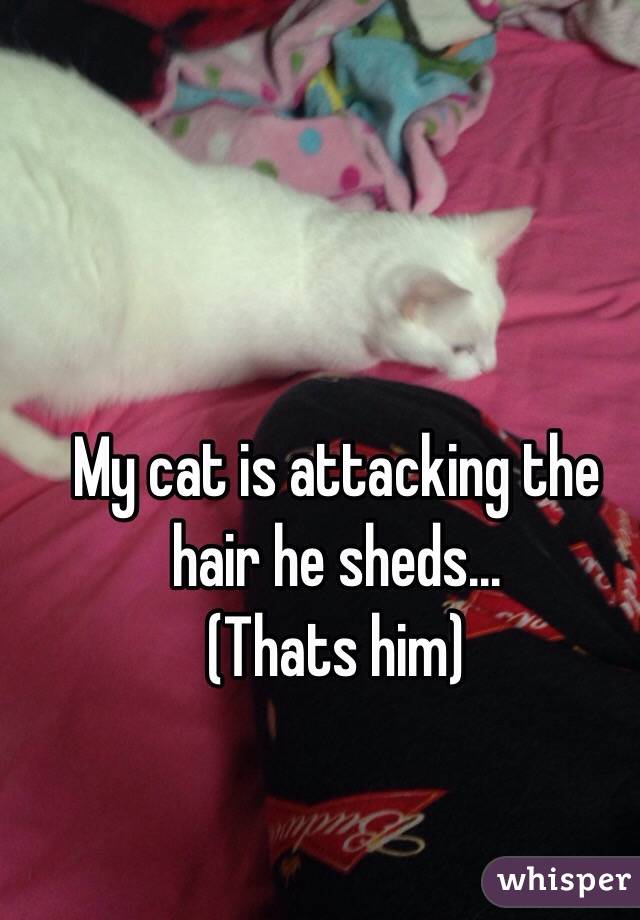 My cat is attacking the hair he sheds... 
(Thats him)