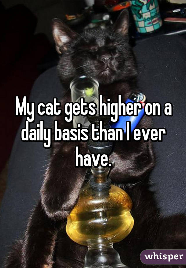 My cat gets higher on a daily basis than I ever have.