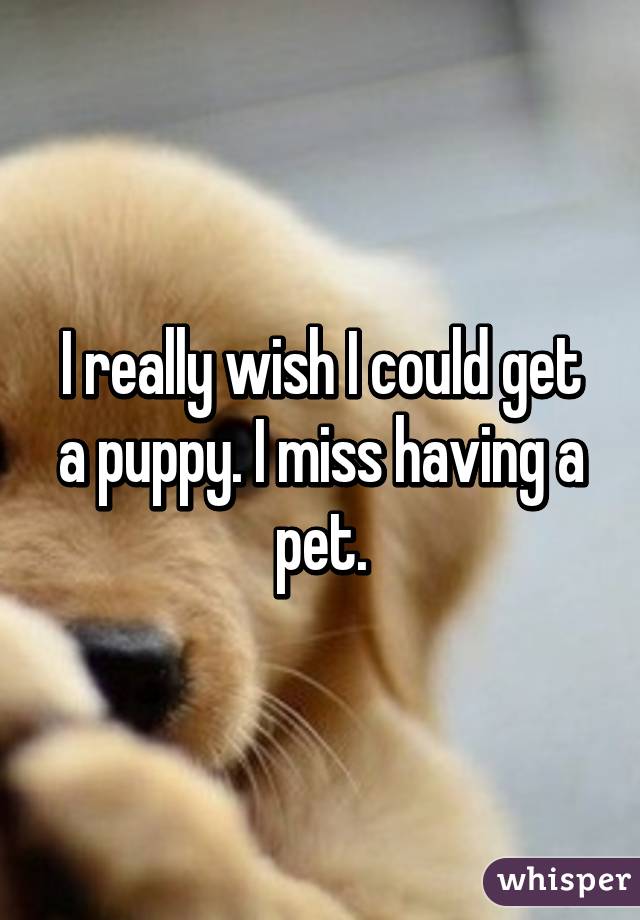 I really wish I could get a puppy. I miss having a pet.