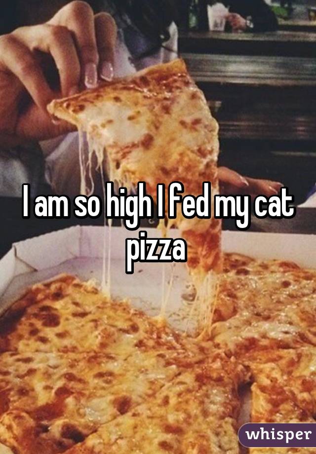 I am so high I fed my cat pizza 