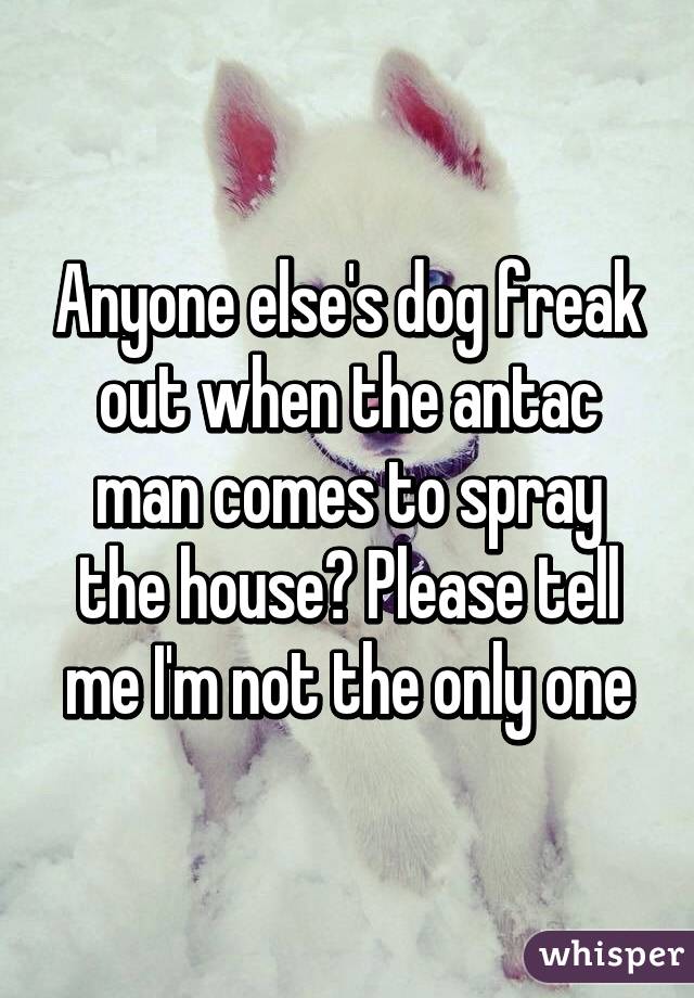 Anyone else's dog freak out when the antac man comes to spray the house? Please tell me I'm not the only one