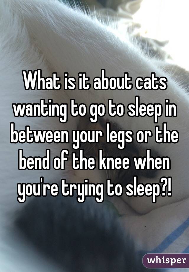 What is it about cats wanting to go to sleep in between your legs or the bend of the knee when you're trying to sleep?!
