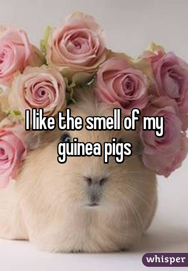 I like the smell of my guinea pigs