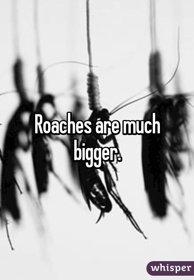 Roaches are much bigger.