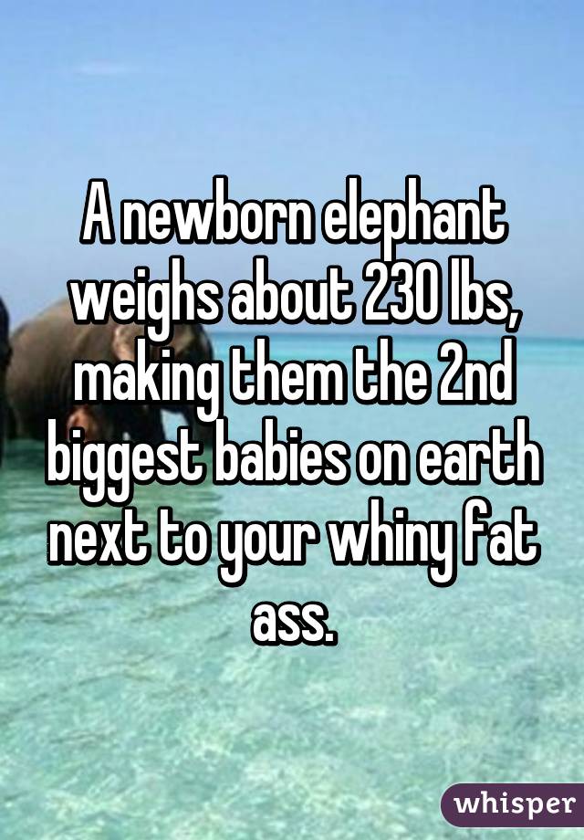 A newborn elephant weighs about 230 lbs, making them the 2nd biggest babies on earth next to your whiny fat ass.