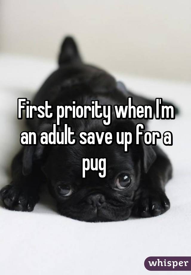 First priority when I'm an adult save up for a pug 