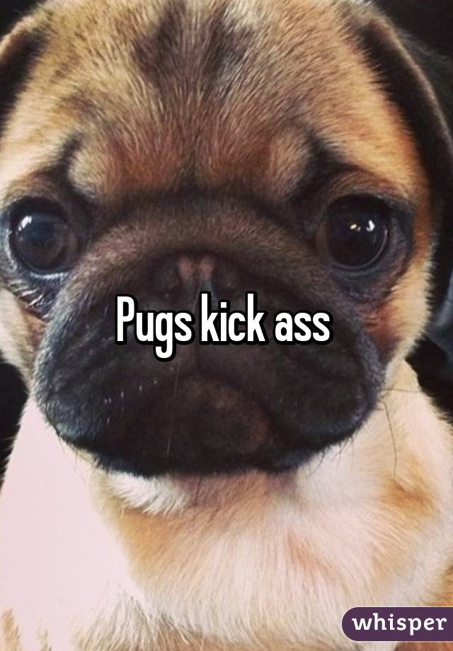 Pugs kick ass 