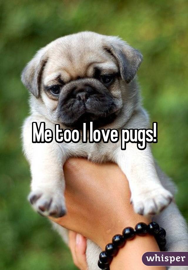 Me too I love pugs!