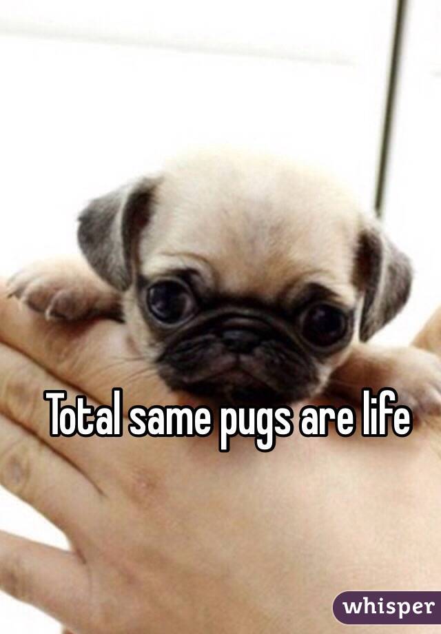 Total same pugs are life