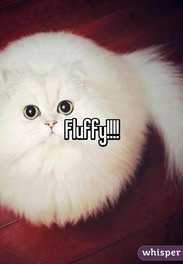 Fluffy!!!!