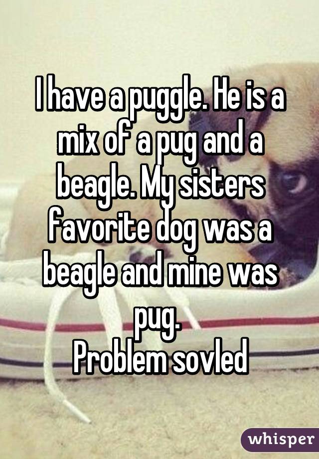 I have a puggle. He is a mix of a pug and a beagle. My sisters favorite dog was a beagle and mine was pug. 
Problem sovled