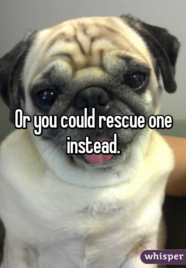 Or you could rescue one instead.