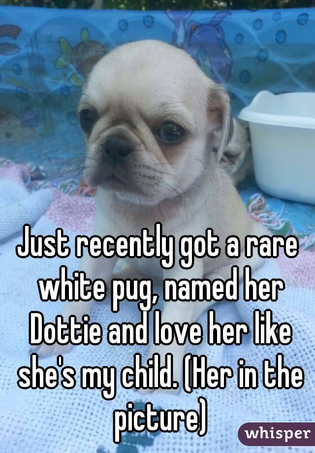 Just recently got a rare white pug, named her Dottie and love her like she's my child. (Her in the picture)