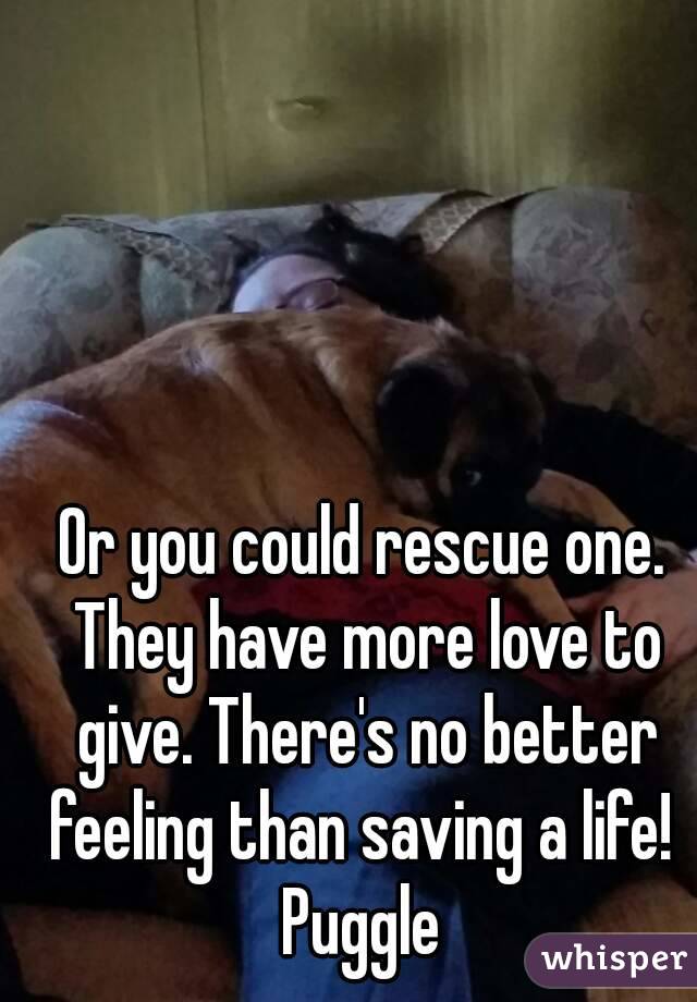 Or you could rescue one. They have more love to give. There's no better feeling than saving a life! 
Puggle