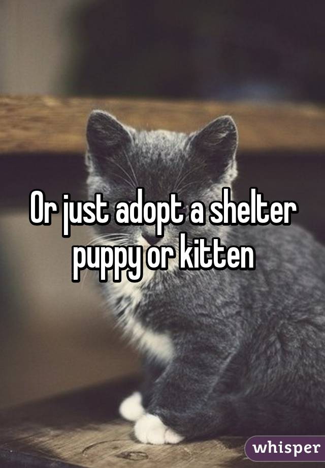 Or just adopt a shelter puppy or kitten