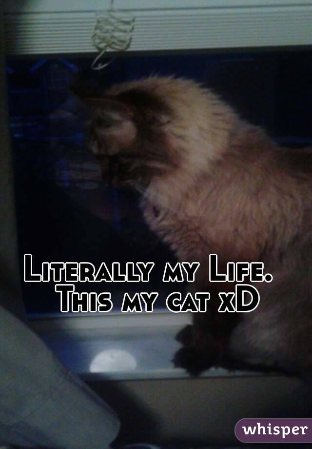 Literally my Life.  This my cat xD