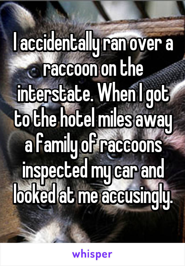 I accidentally ran over a raccoon on the interstate. When I got to the hotel miles away a family of raccoons inspected my car and looked at me accusingly. 