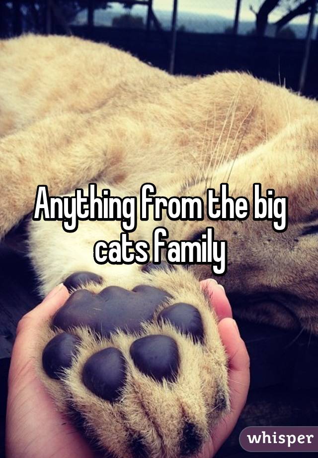 Anything from the big cats family
