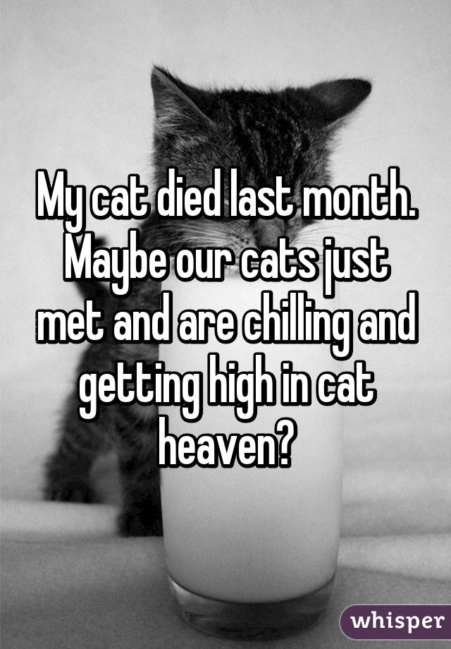My cat died last month. Maybe our cats just met and are chilling and getting high in cat heaven?
