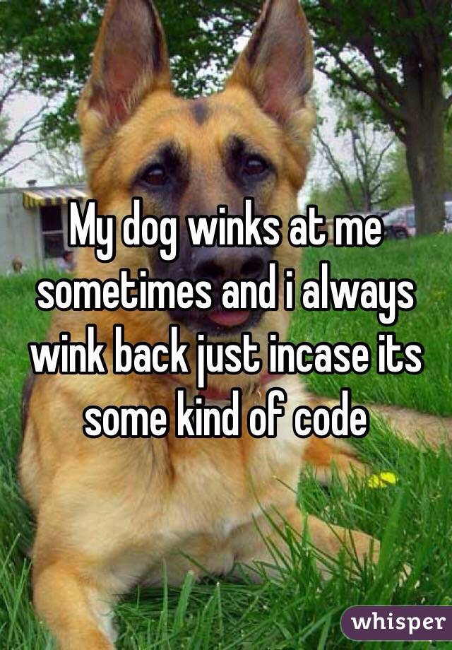 My dog winks at me sometimes and i always wink back just incase its some kind of code