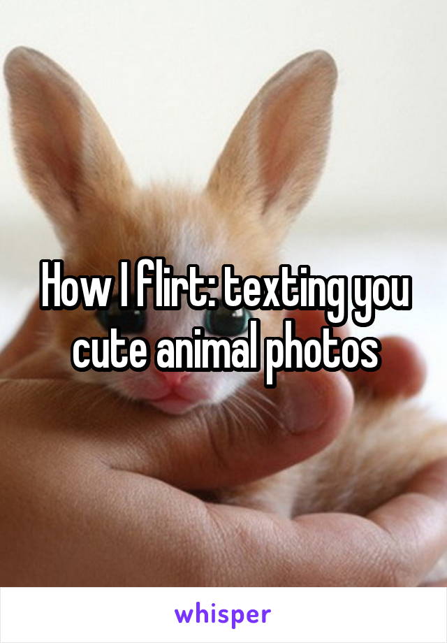 How I flirt: texting you cute animal photos