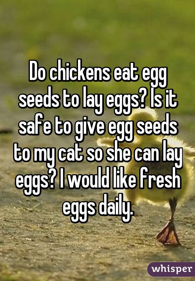 Do chickens eat egg seeds to lay eggs? Is it safe to give egg seeds to my cat so she can lay eggs? I would like fresh eggs daily.
