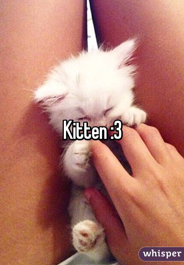 Kitten :3