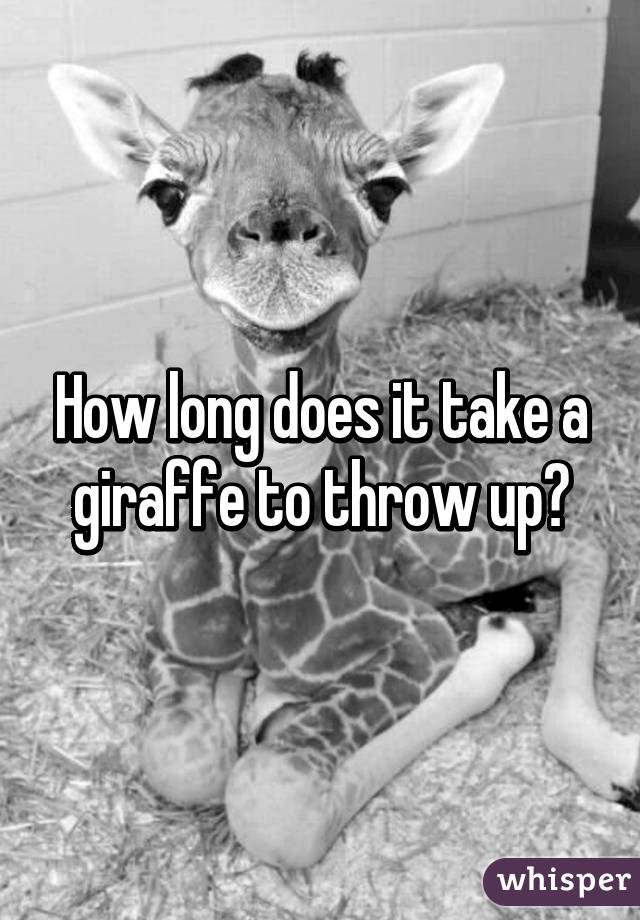 How long does it take a giraffe to throw up?