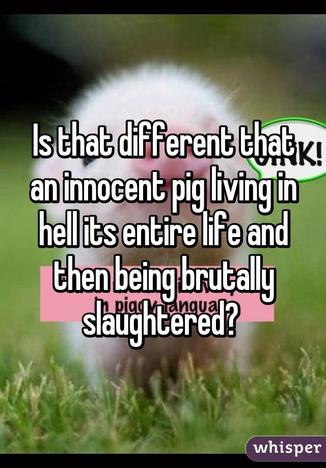 Is that different that an innocent pig living in hell its entire life and then being brutally slaughtered? 