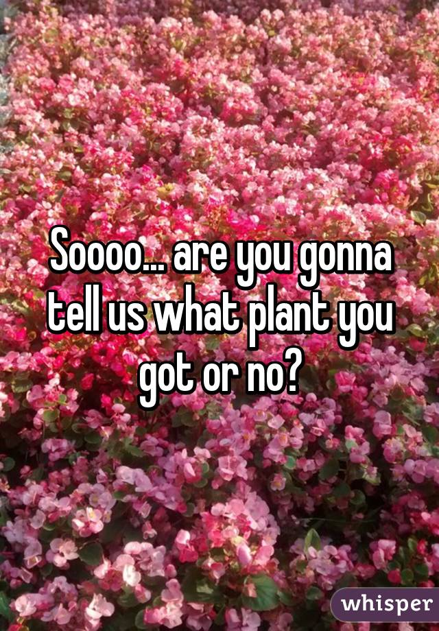 Soooo... are you gonna tell us what plant you got or no?