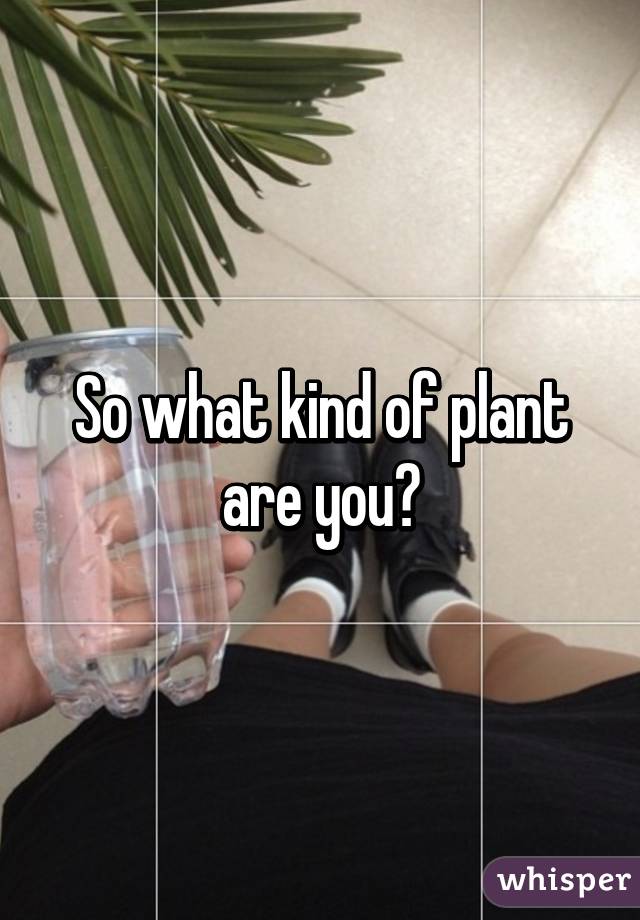 So what kind of plant are you?