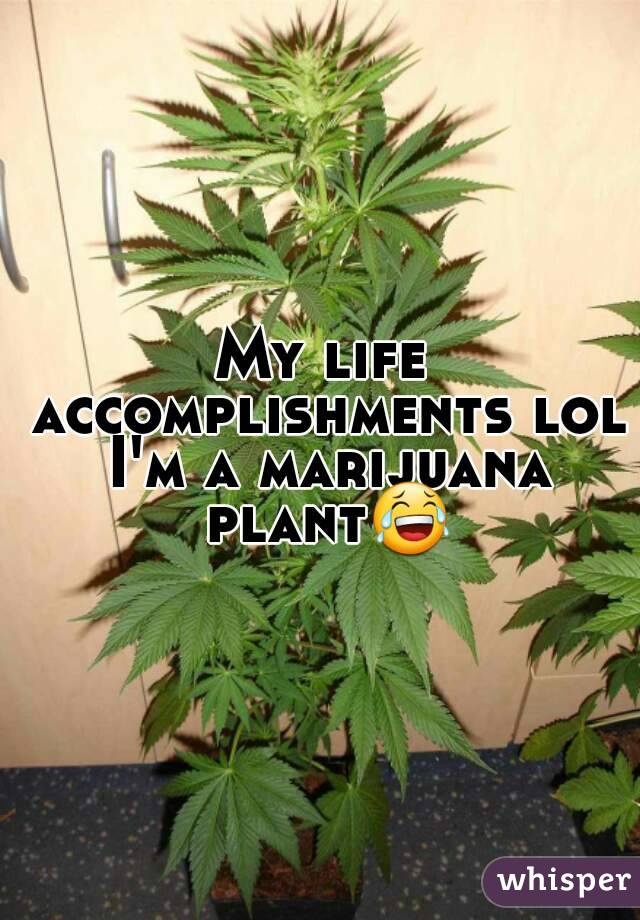 My life accomplishments lol I'm a marijuana plant😂