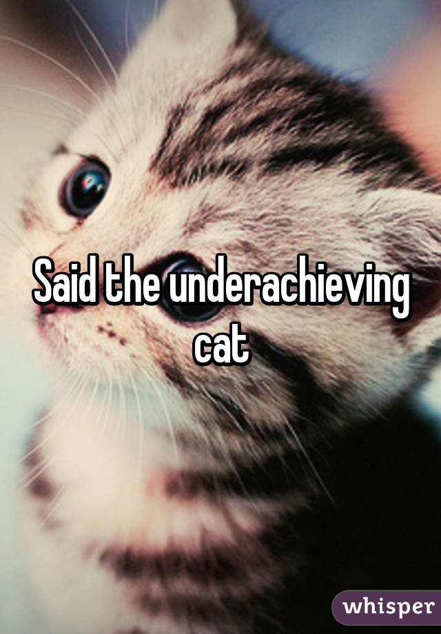 Said the underachieving cat