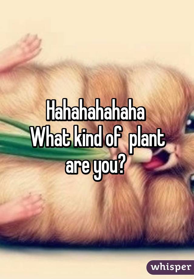 Hahahahahaha 
What kind of  plant are you? 