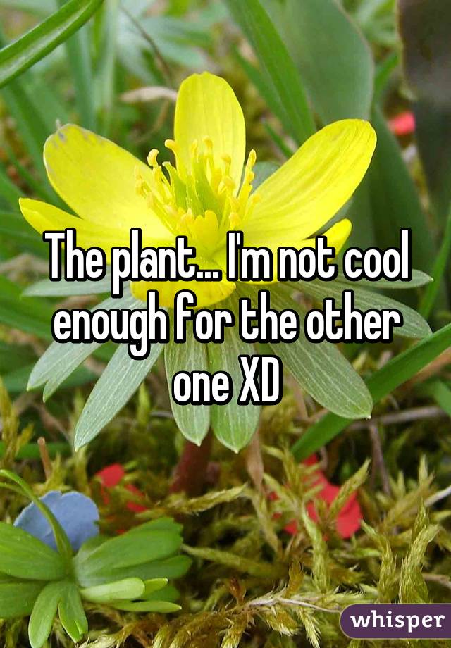 The plant... I'm not cool enough for the other one XD