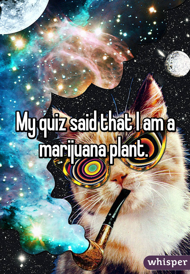 My quiz said that I am a marijuana plant. 